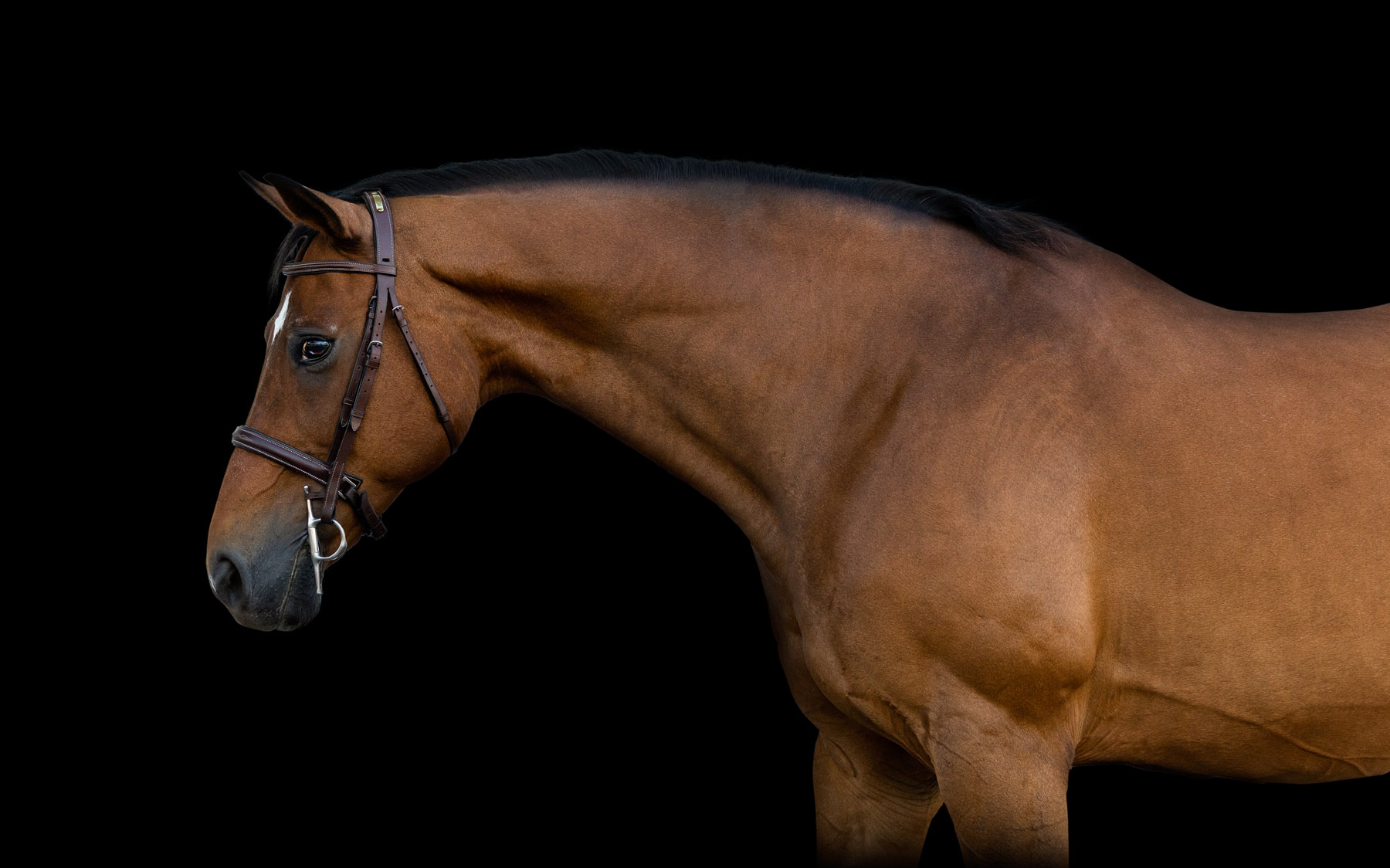 equine-photography-florida-black-background-jill-brammer-4