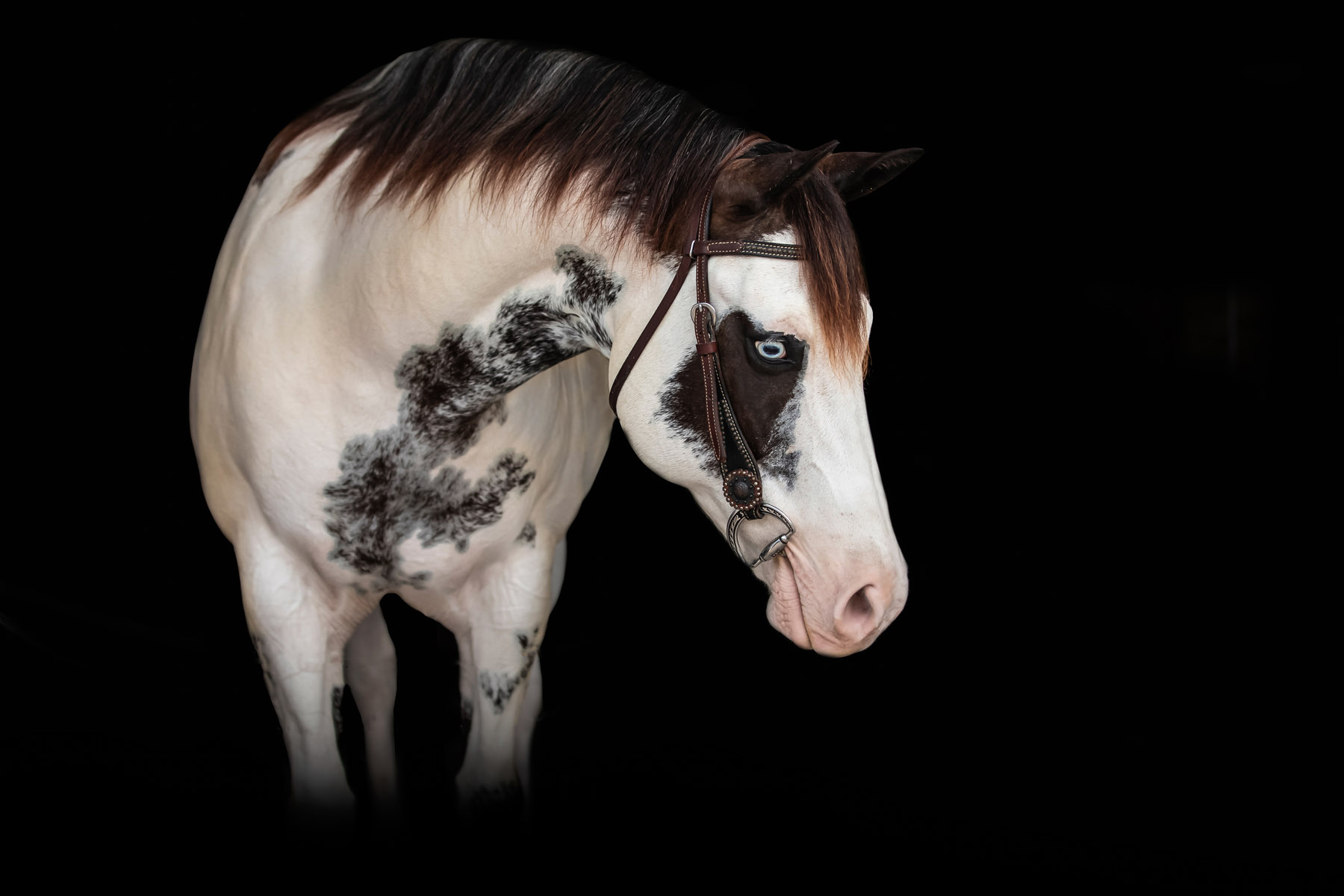 equine-photography-florida-black-background-jill-brammer-5